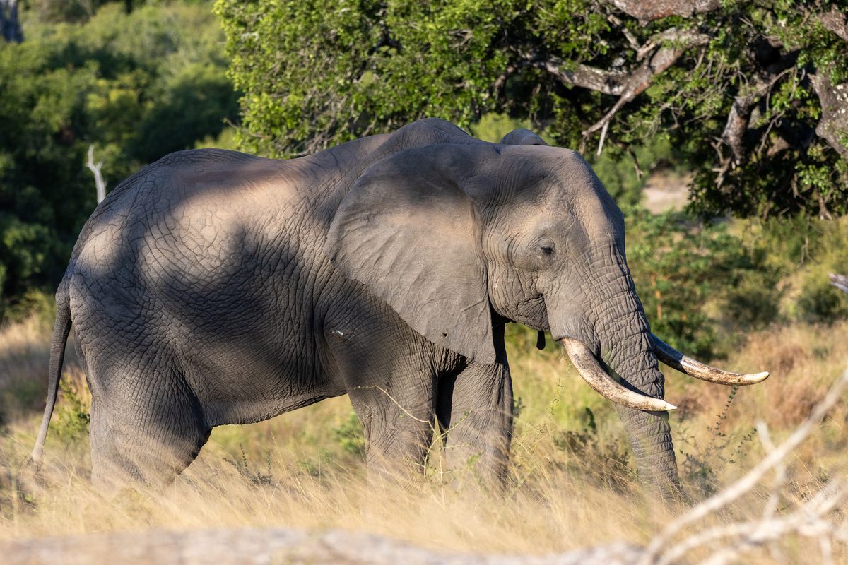 silvan-safari-elephant.jpg