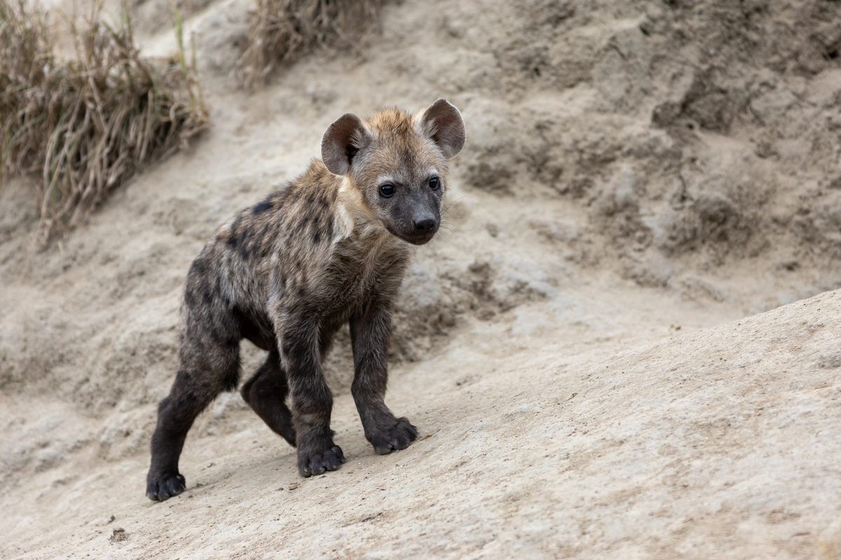 silvan-safari-hyena.jpg
