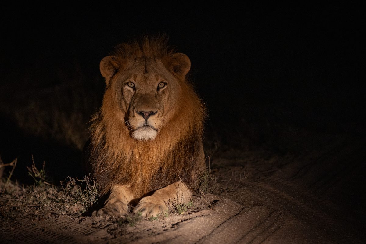 silvan-safari-kambula-male-lion.jpg