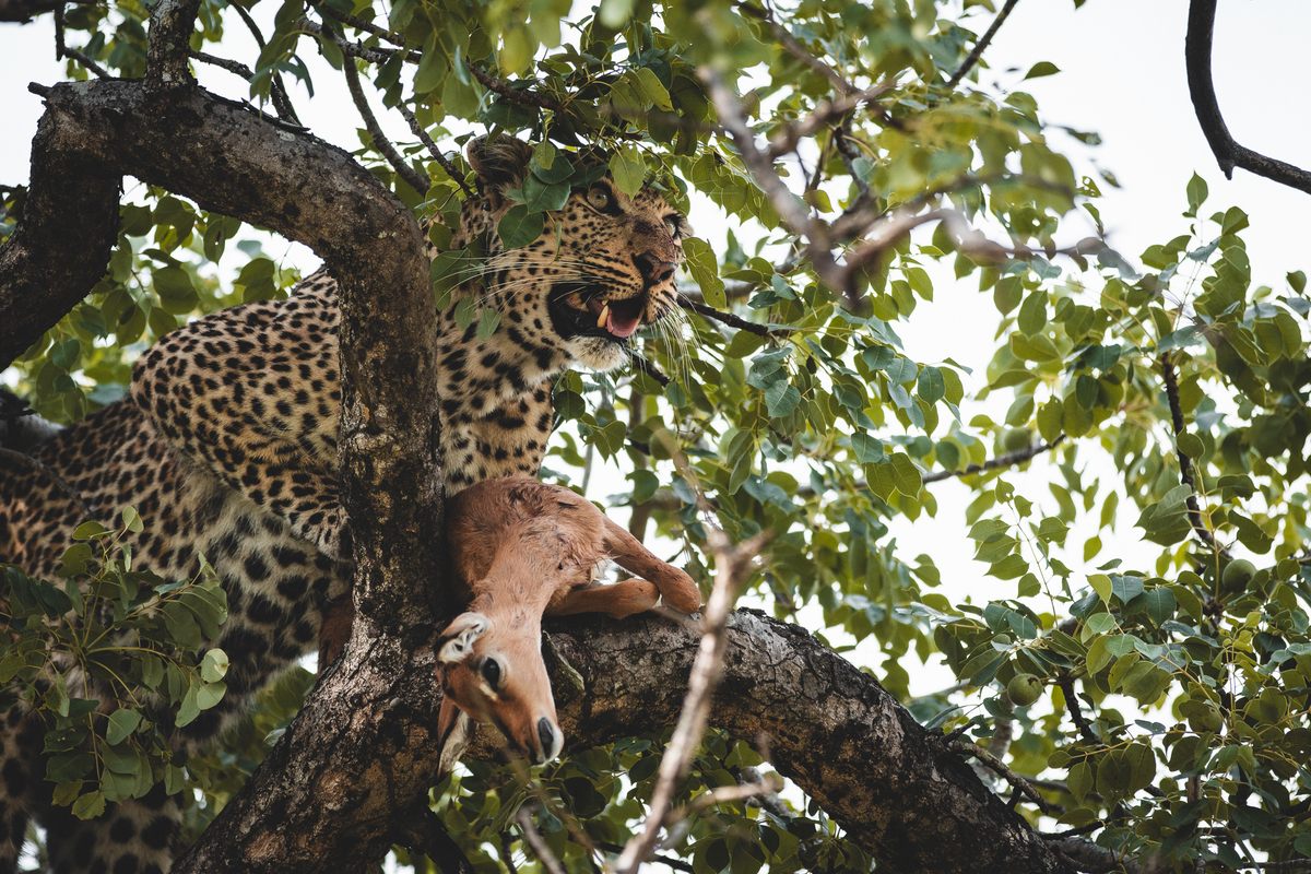silvan-safari-makomsava-leopard.jpg