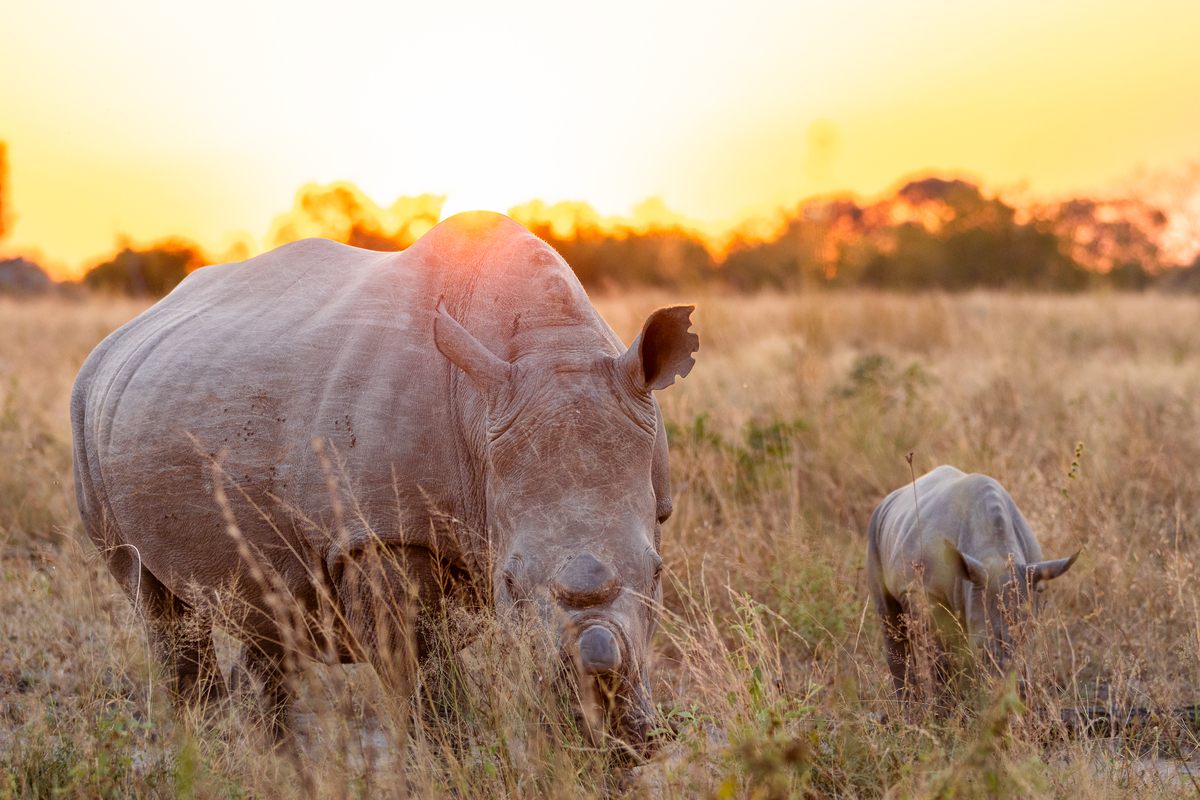 silvan-safari-rhino-crash-sunset.jpg