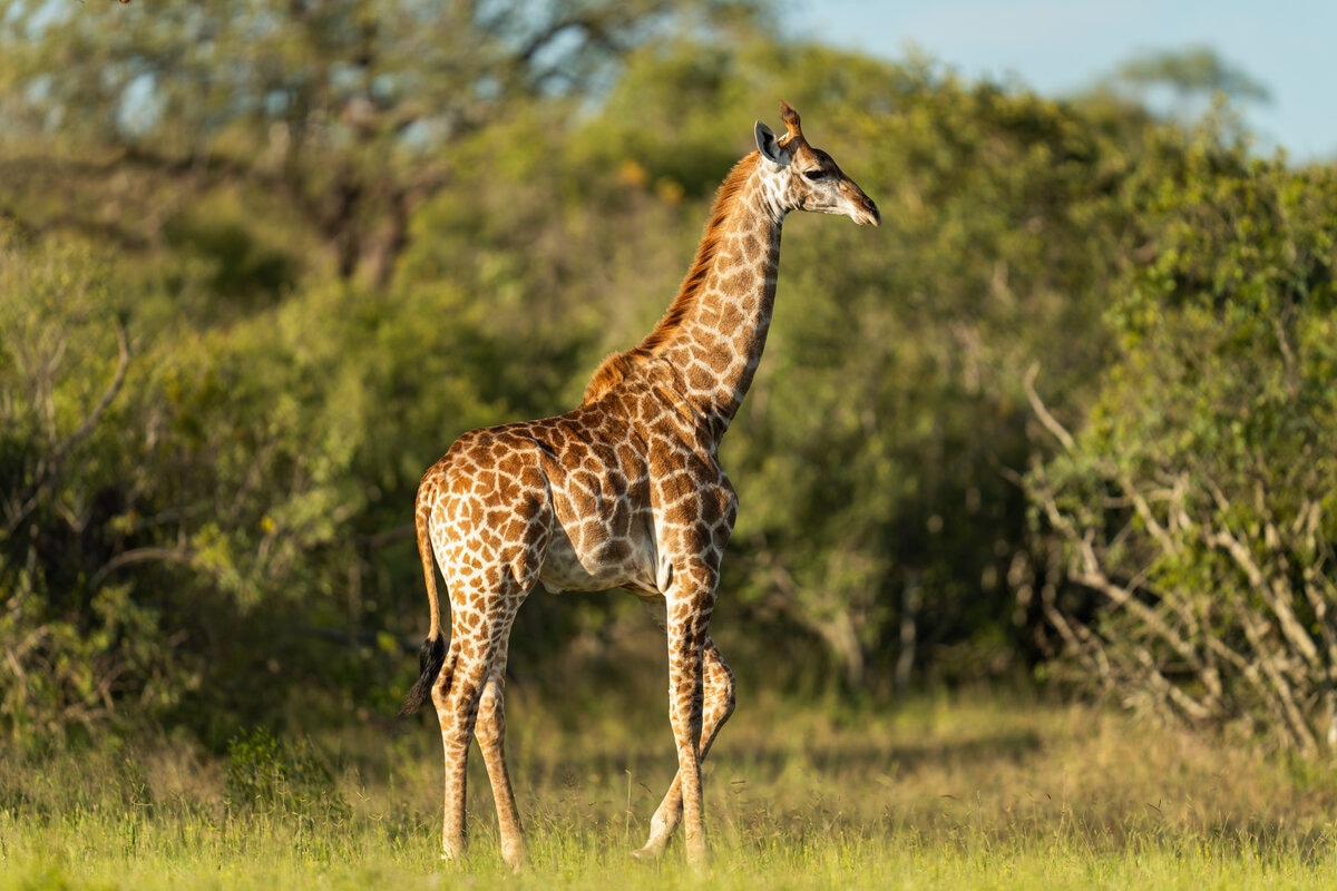 image-1-giraffe.jpg