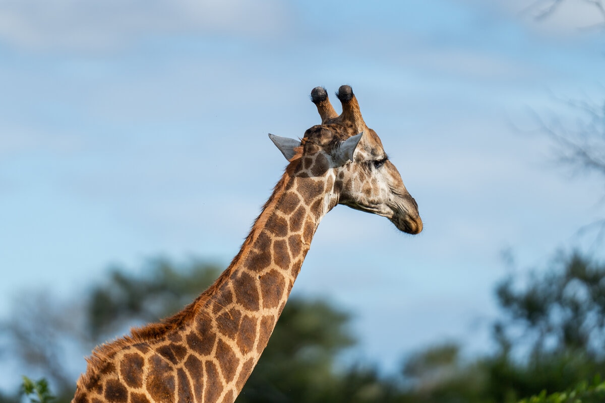 image-2-giraffe.jpg