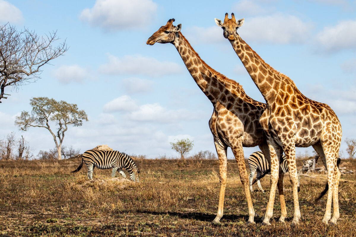 image-5-giraffe.jpg