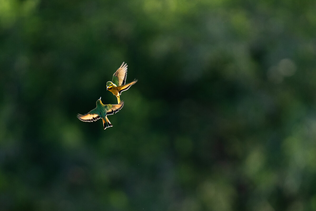 image-1-bee-eaters.jpg