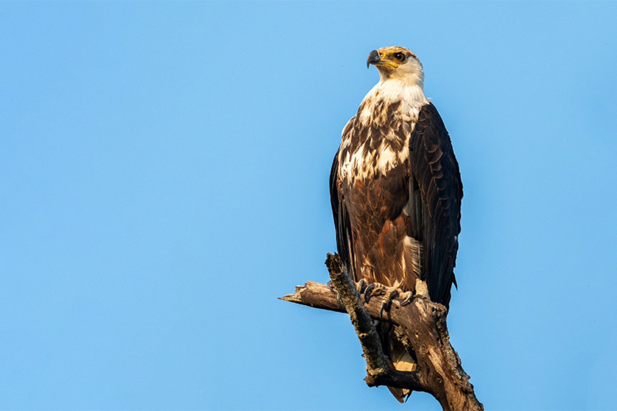 image-3-fish-eagle-elias-msaya.png