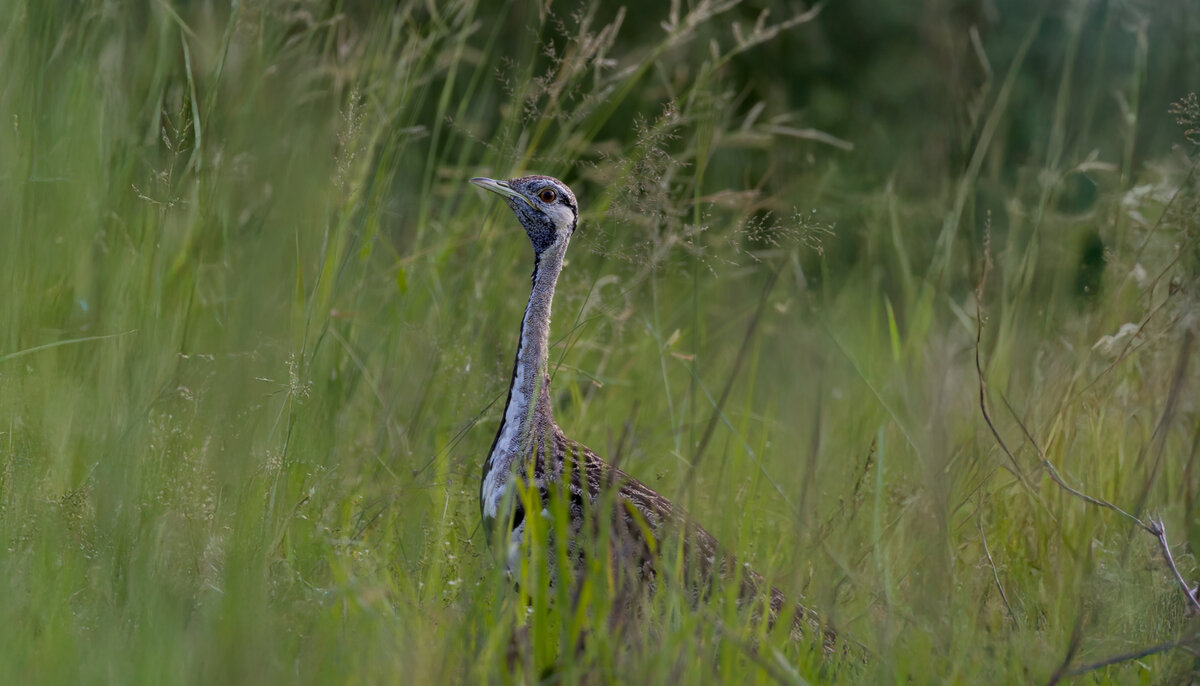 image-4-black_bellied_korhaan-brad-mitchell.jpg