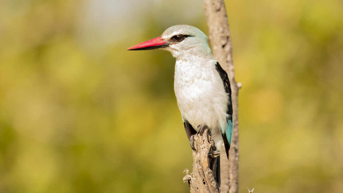 image-5-woodlands-kingfisher-elias-msaya.jpg