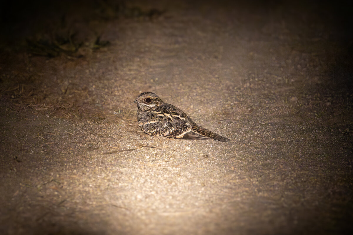 image-6-fiery-necked-nightjar-brad-mitchell.jpg