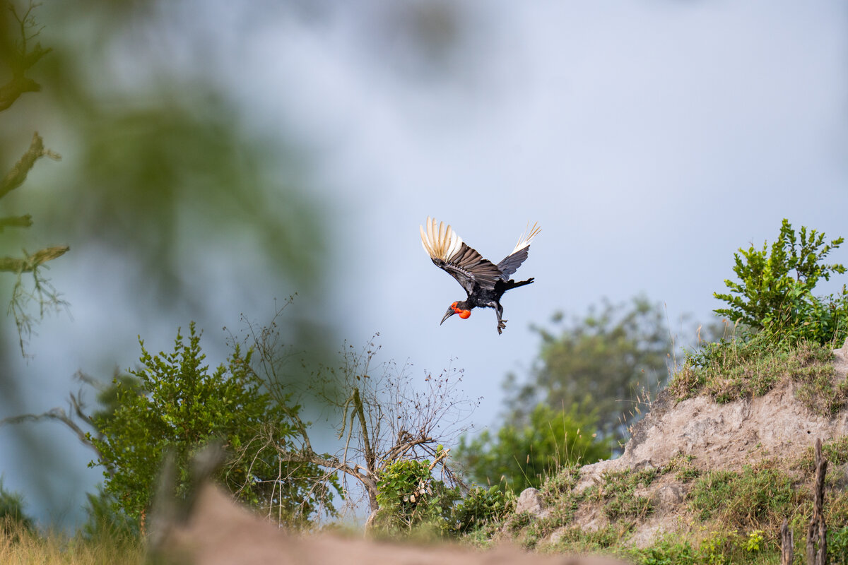 image-7-southern-ground-hornbill.jpg