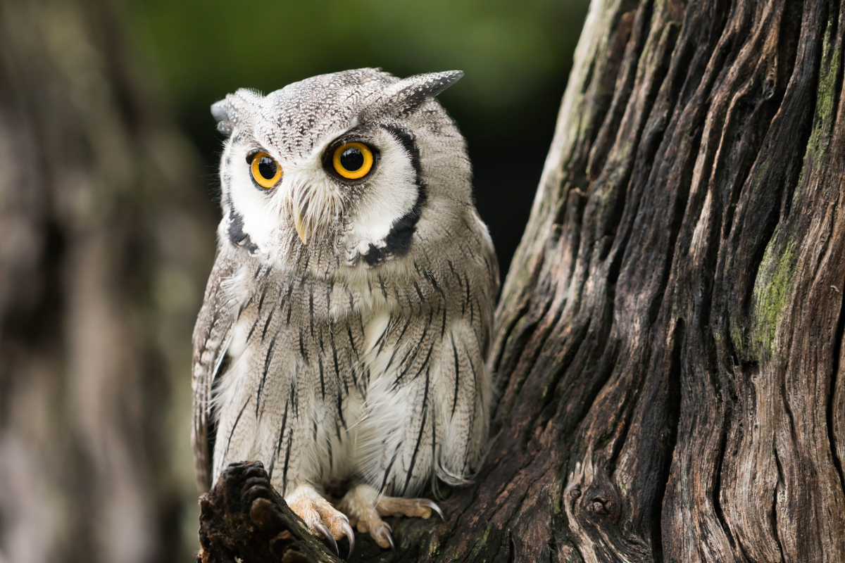 image-8-white-faced-scops-owl.png