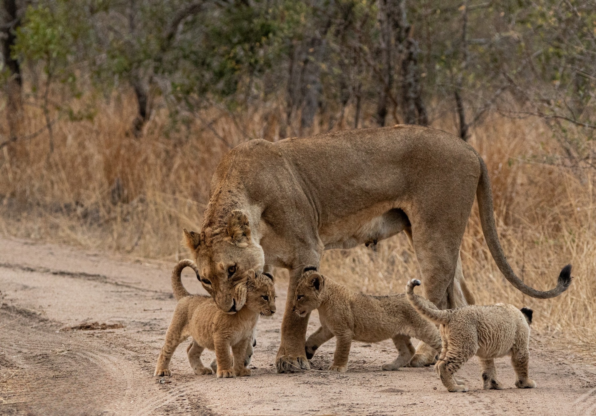 Nkuhuma cubs 1 - Edited.jpg