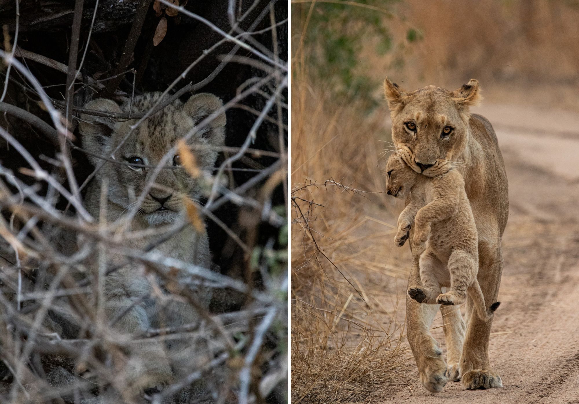 nkumuma with cubs collage 1.jpg