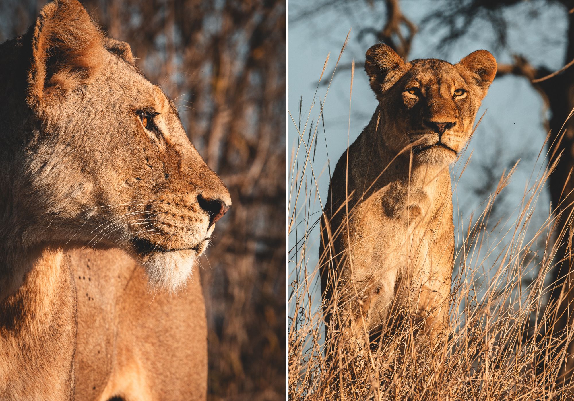 nkumuma with cubs collage 2.jpg