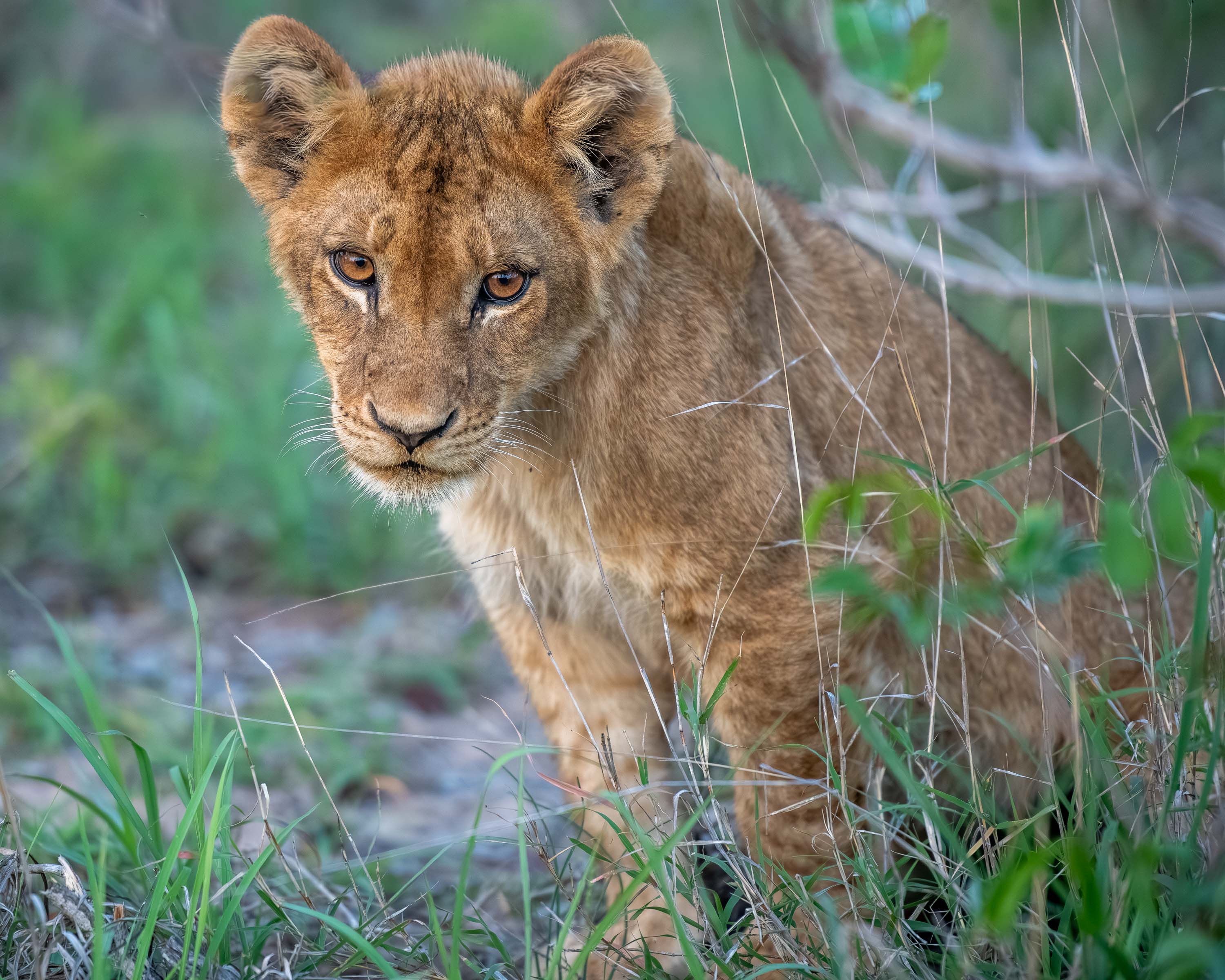 Kambula pride cub 2.jpg