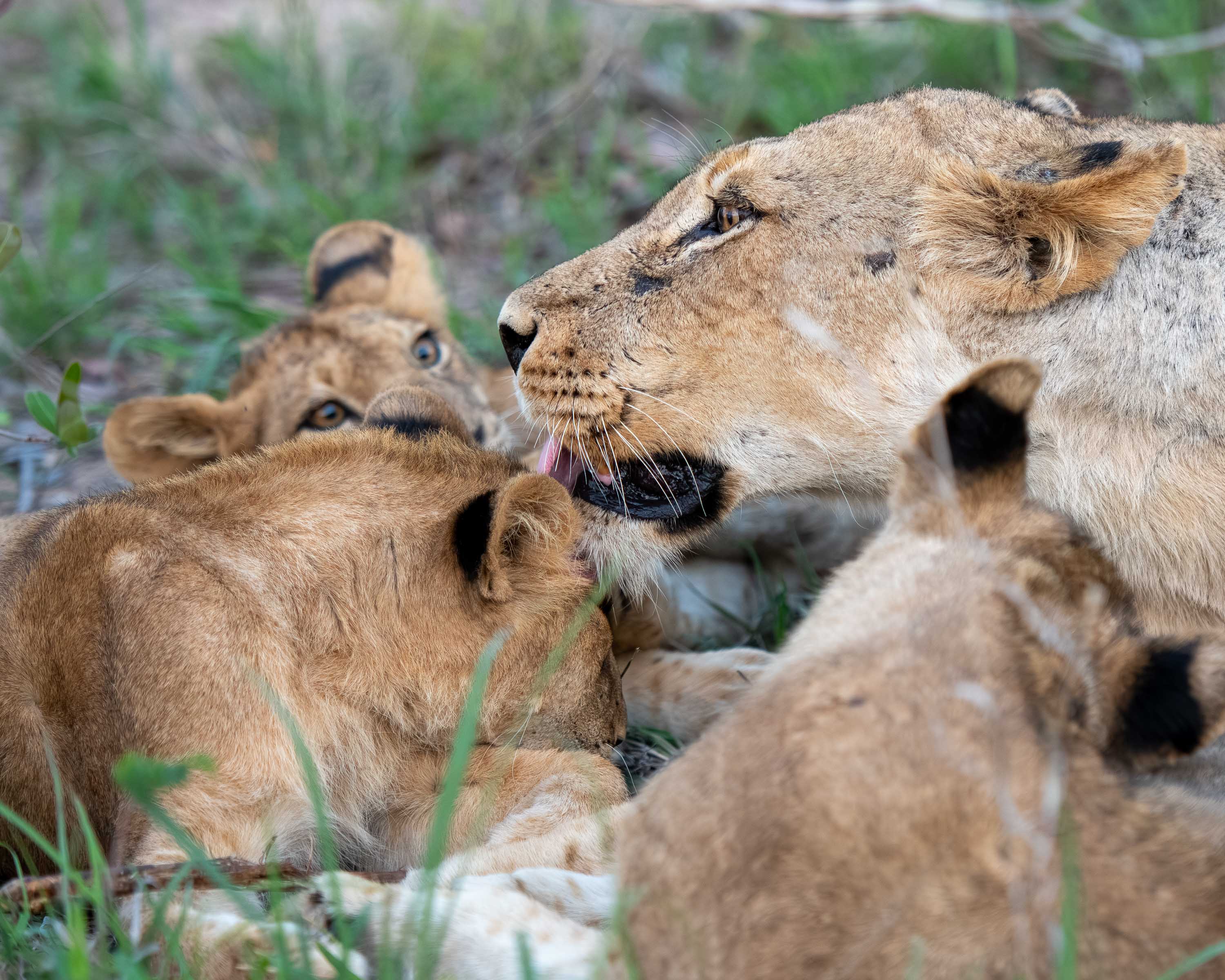 Kambula pride with cubs .jpg