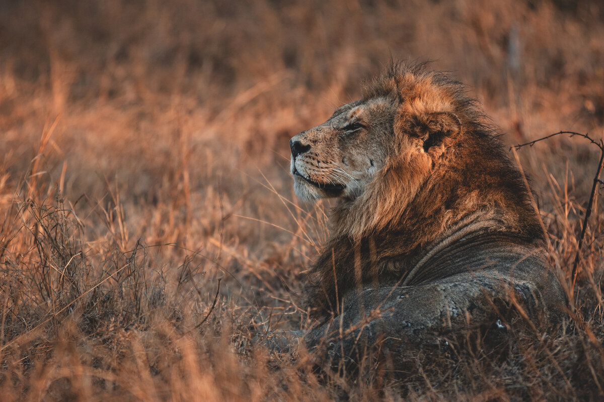 Kambula male lions