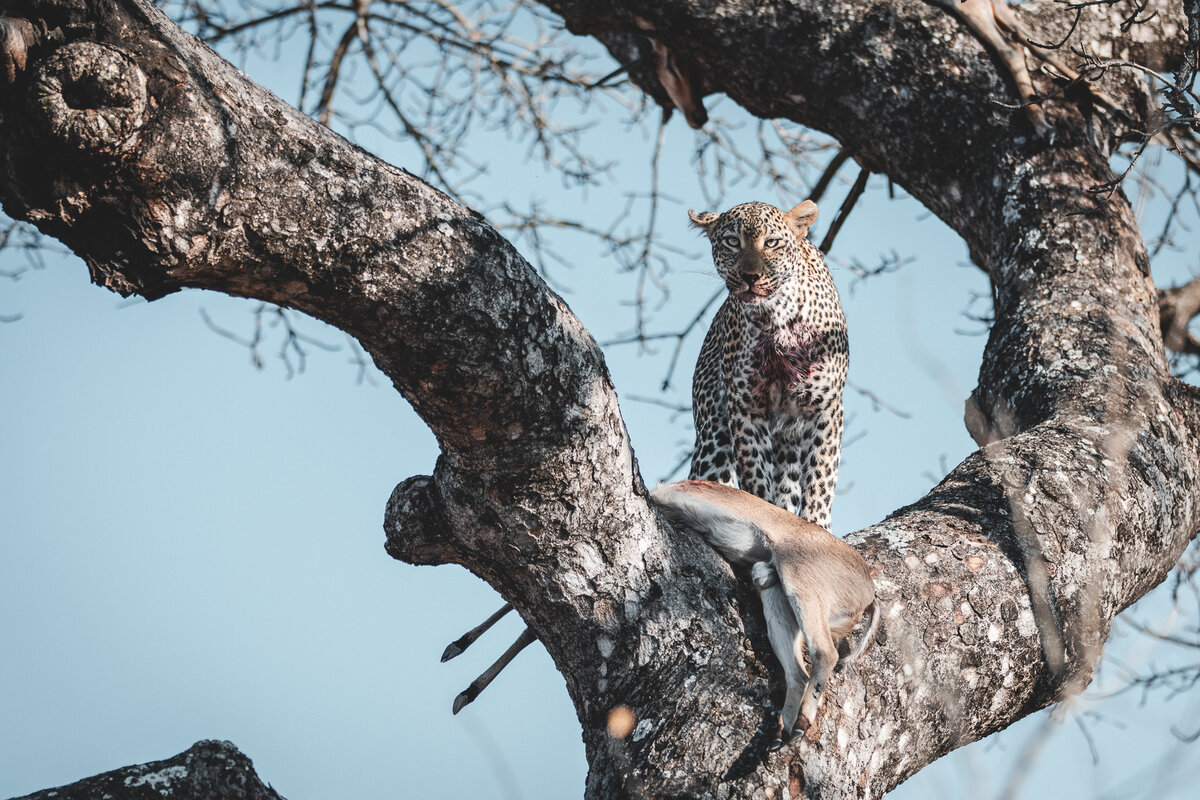 Langa leopard