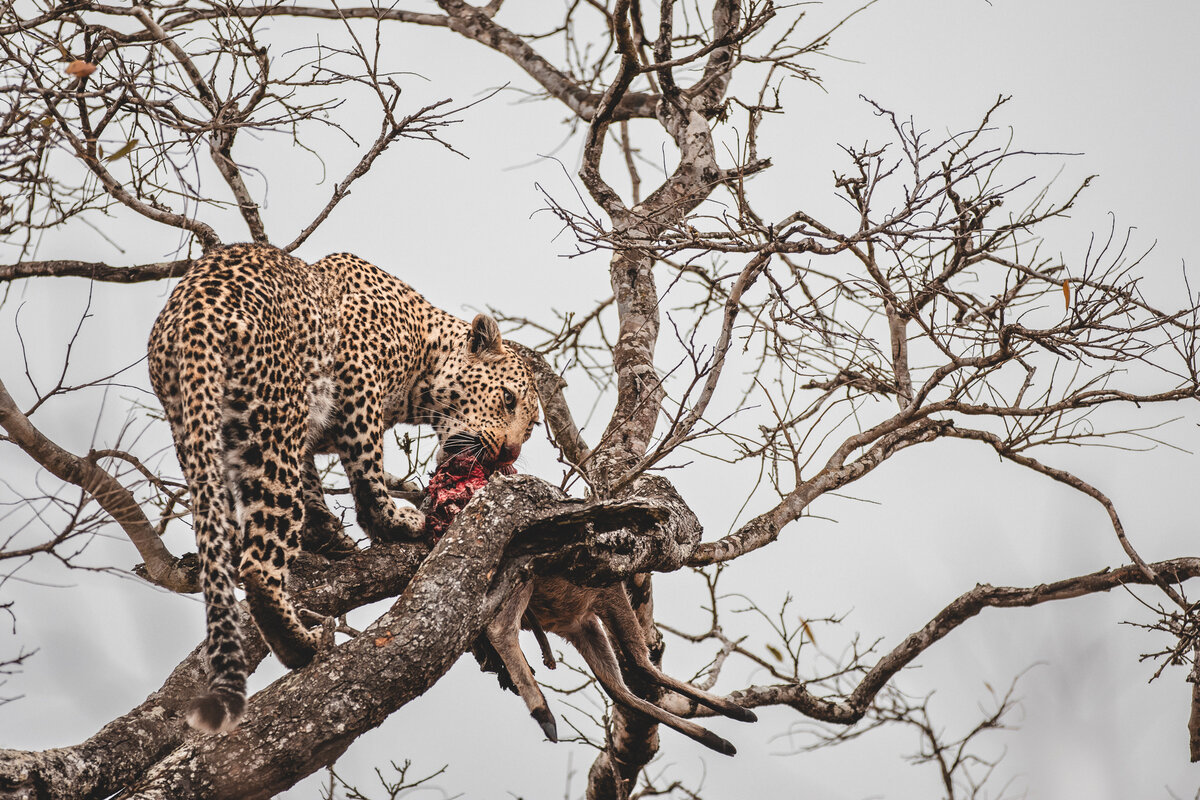 Makhomsava leopard
