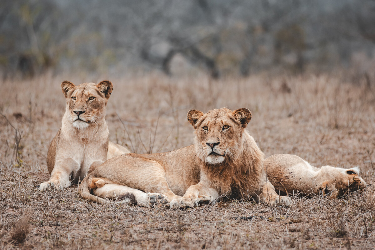 Nkuhuma pride