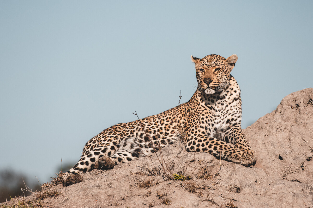 Tiyani leopard