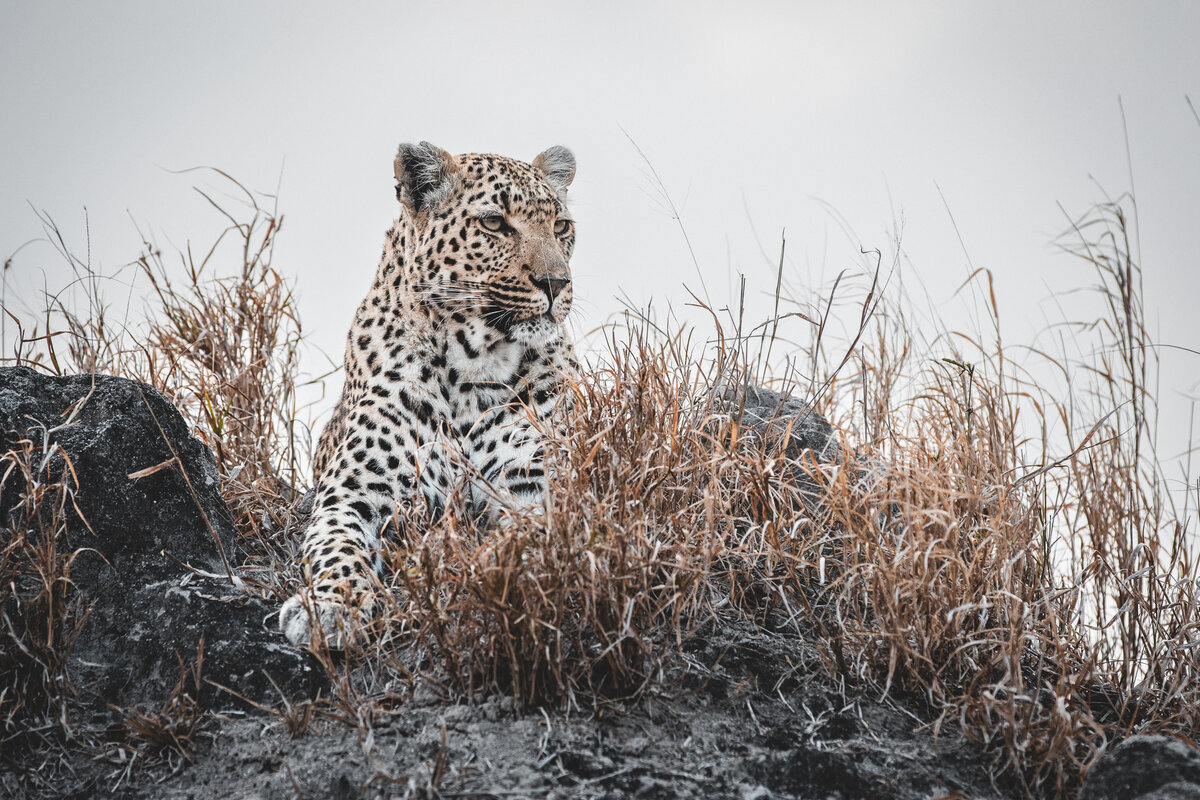 Xidulu leopard