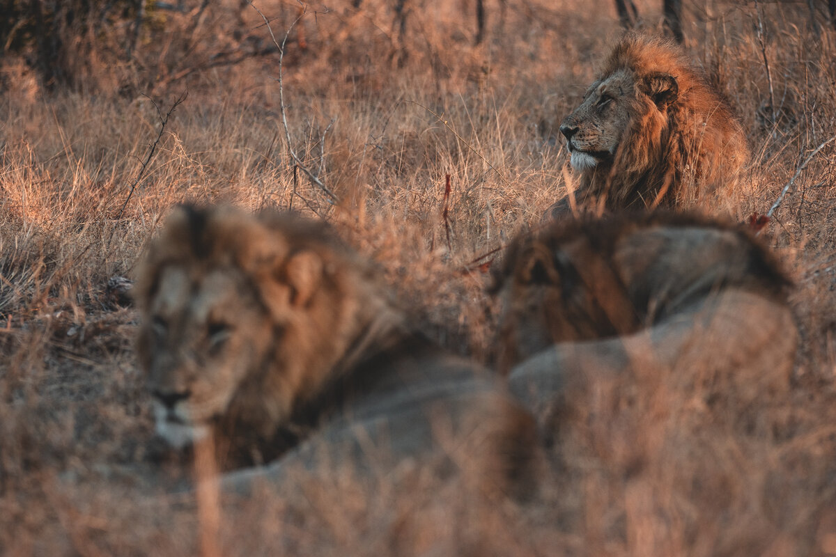 kambula males