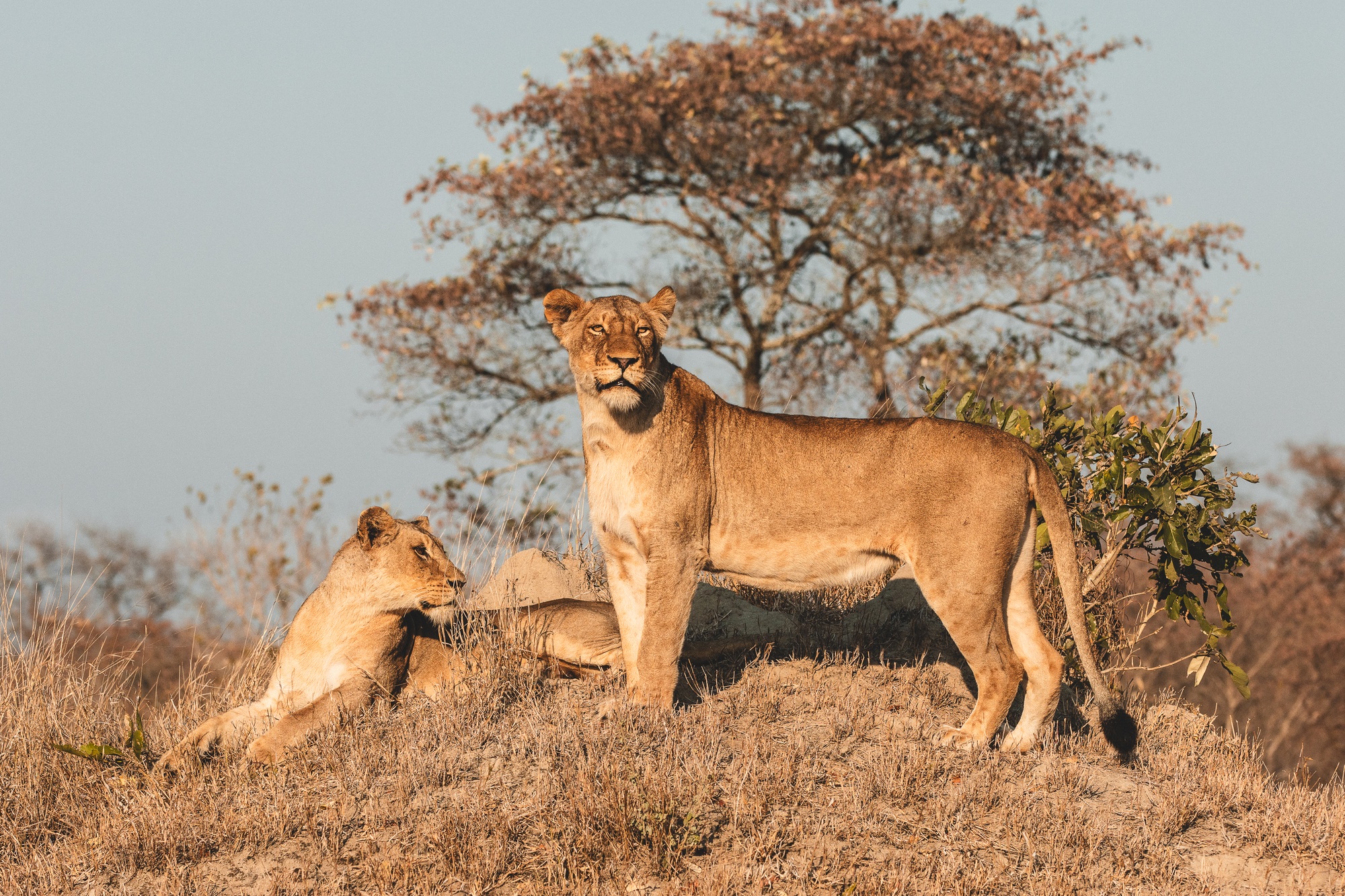 september-sightings--nkuhuma.jpg