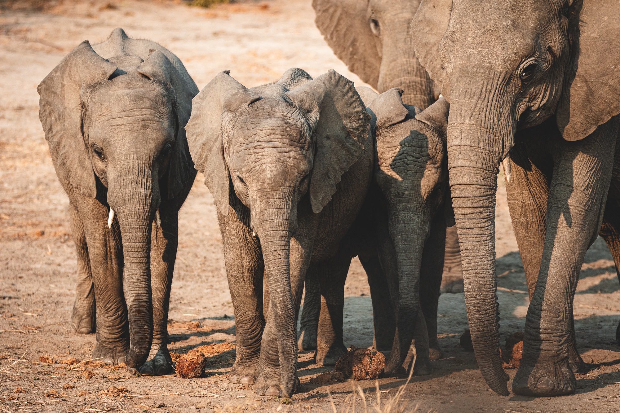 september-sightings-elephants.jpg