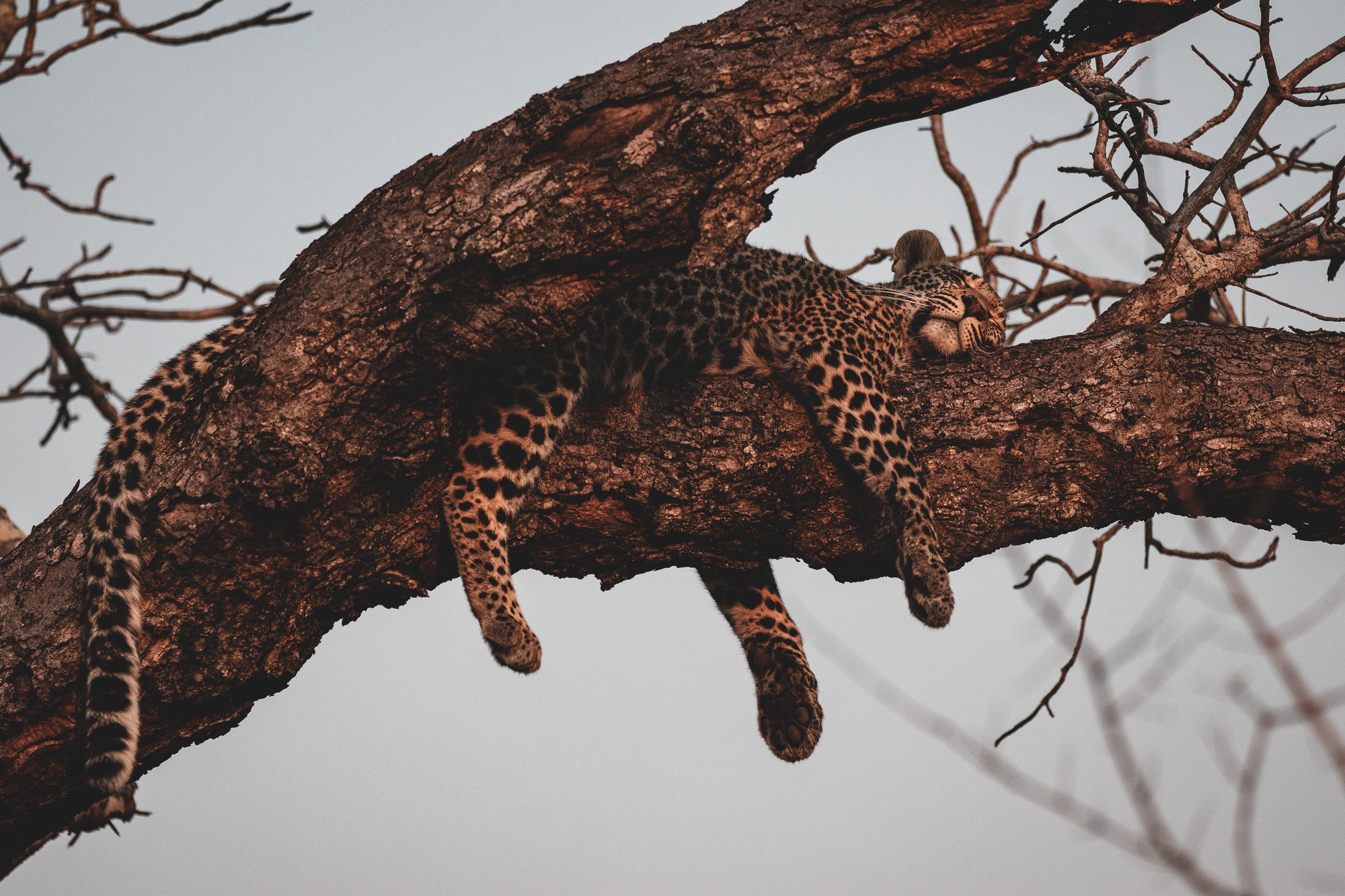 september-sightings-rhulani-female.jpg