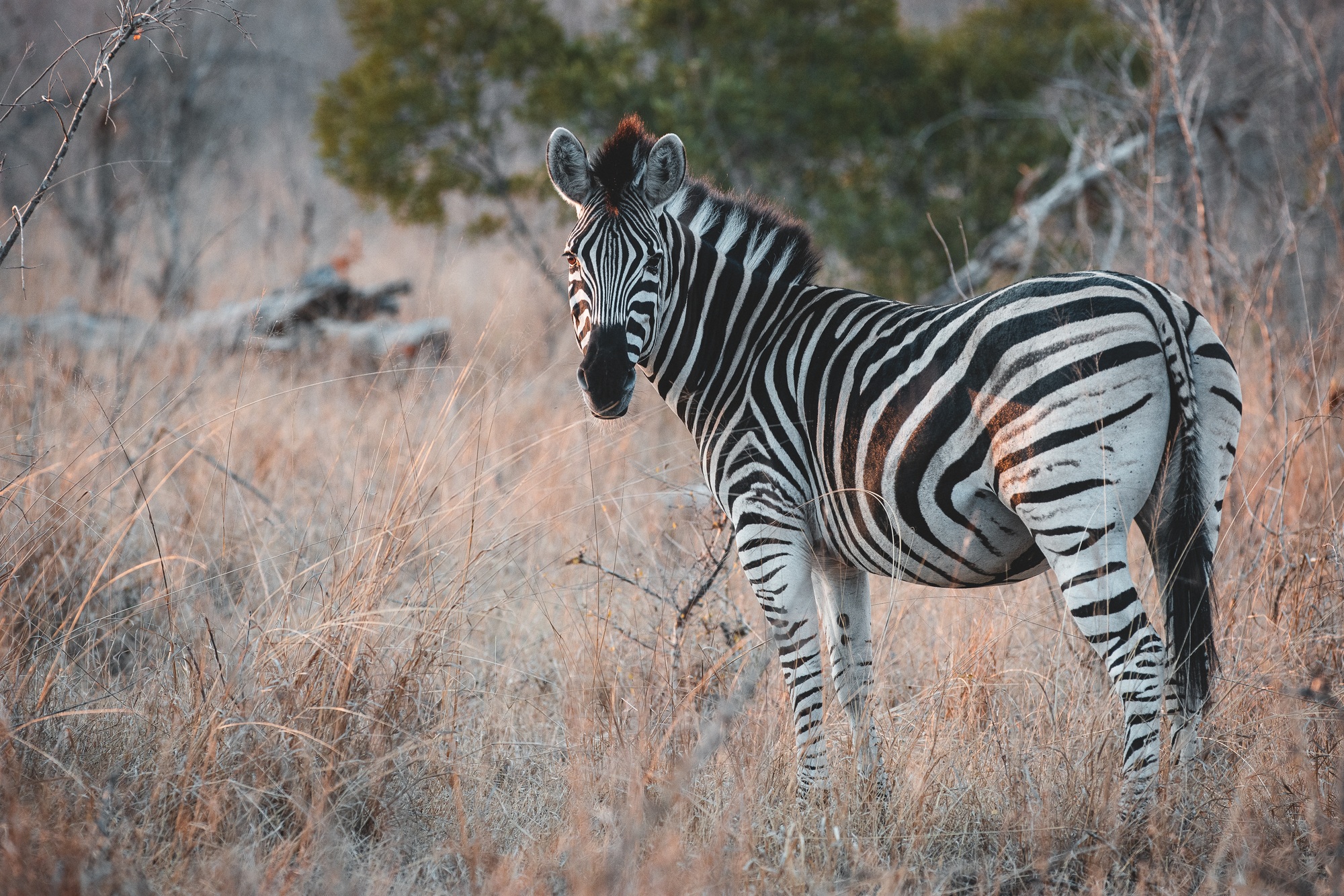 september-sightings-zebra.jpg