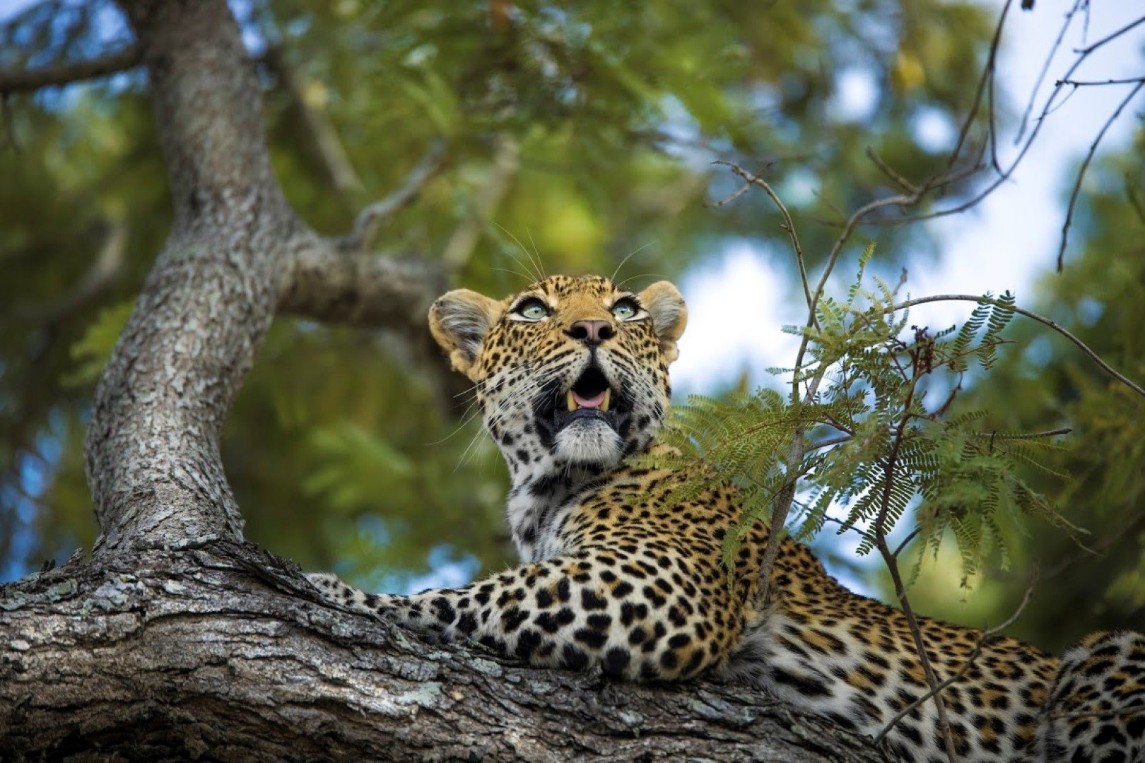 Leopard in a tree at Silvan Safari in Sabi Sand