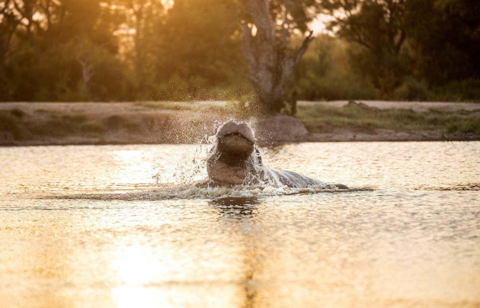 Hippo in the water at Silvan Safari in Sabi Sand