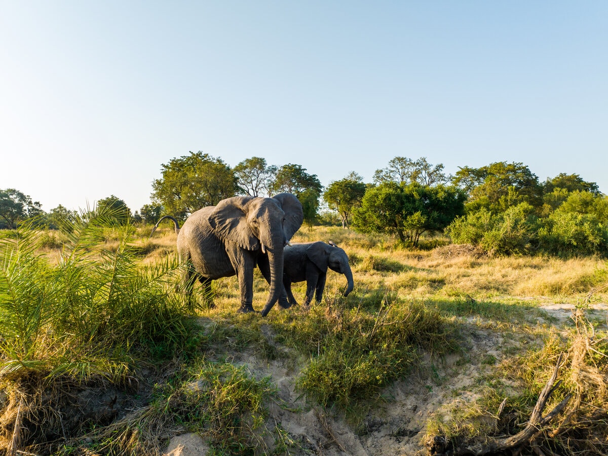 Elephants walking along the Manyeleti Riverbed seen from Silvan Safari