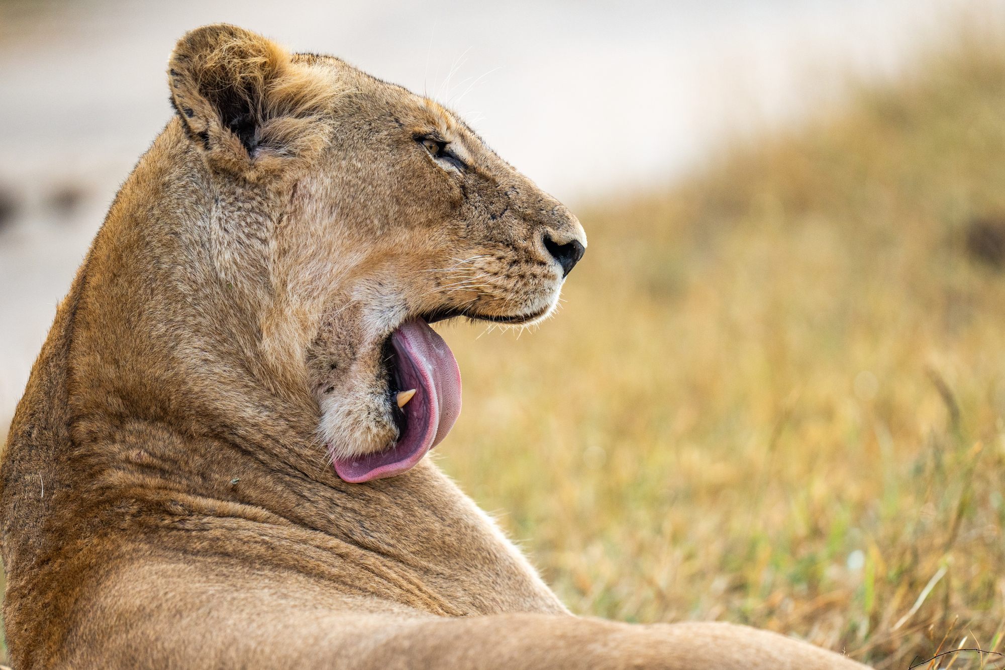 image-1-lion.jpg