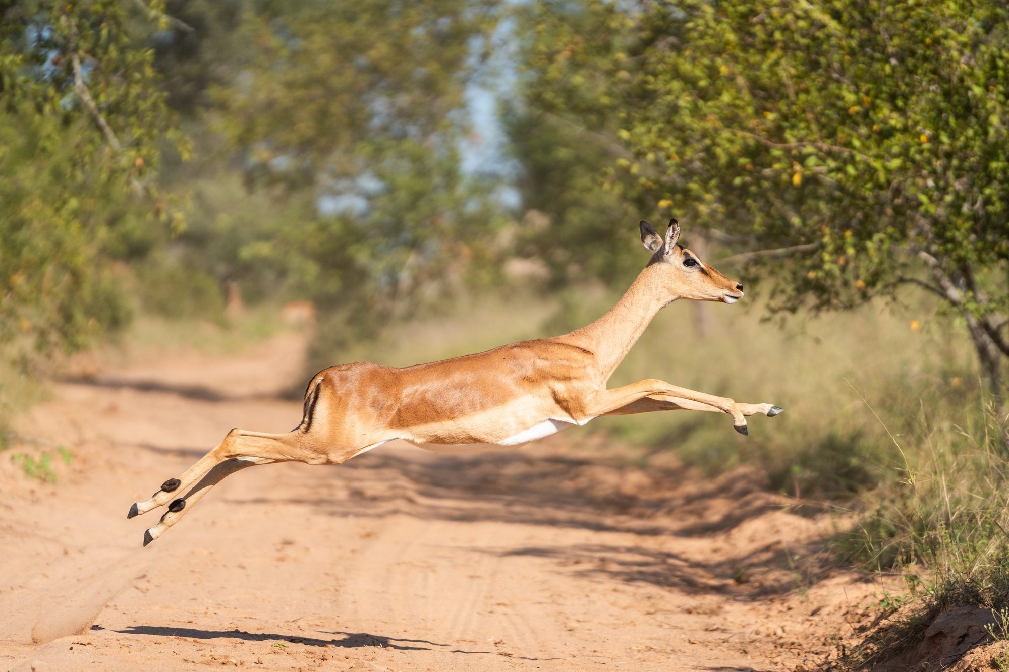 image-2-impala.jpg