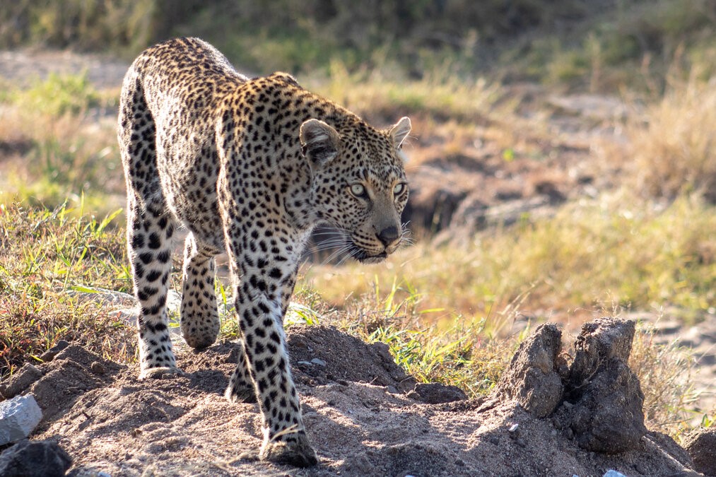 Tiyani leopard