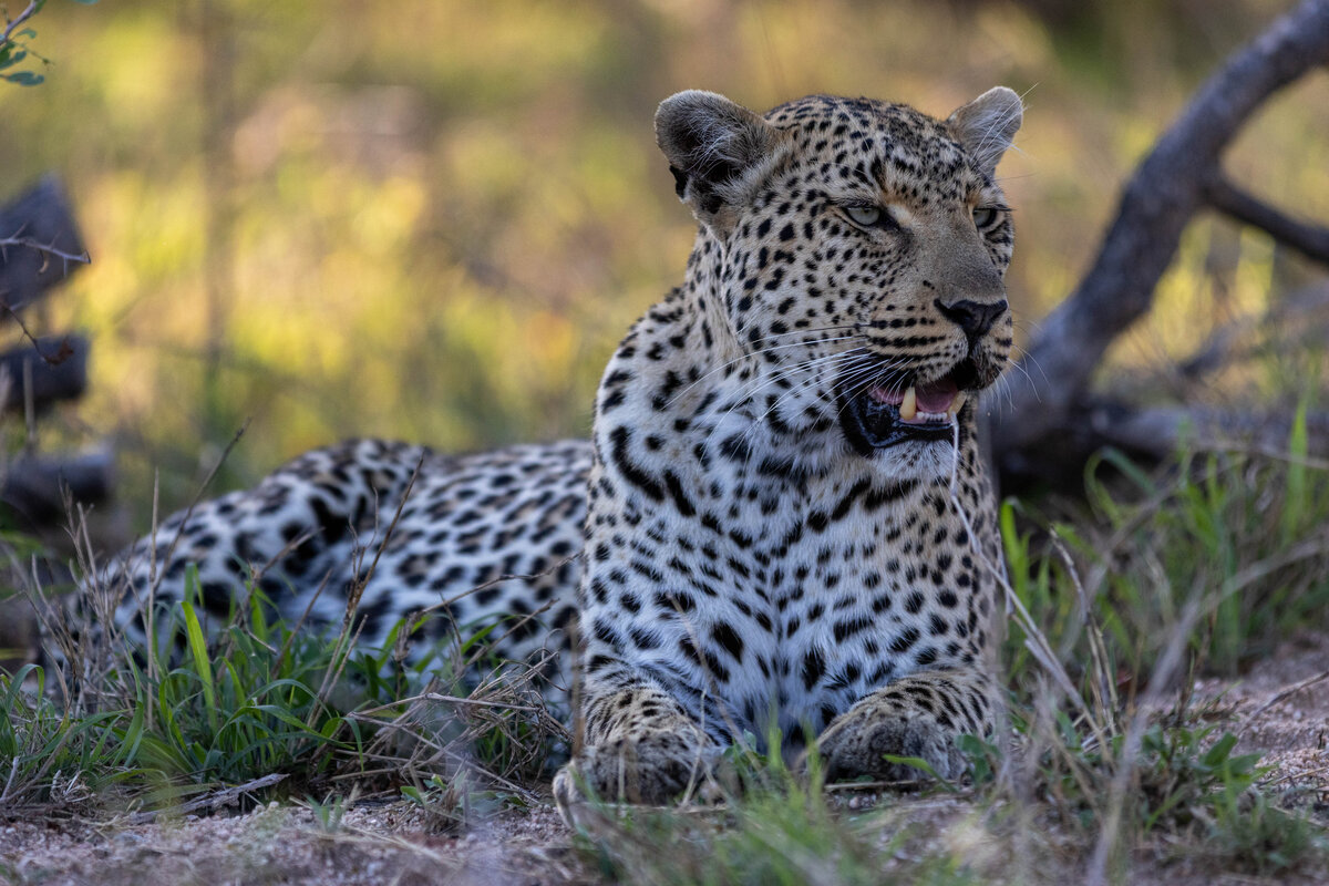 Tiyani leopard