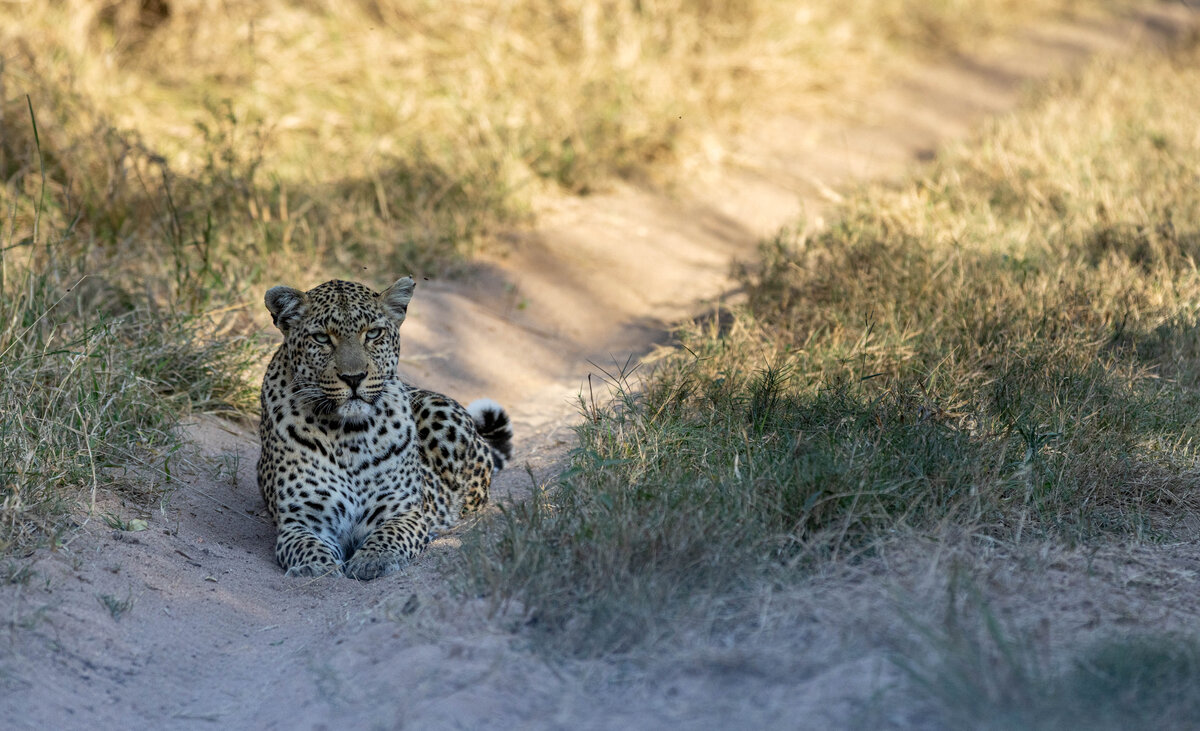 Tiyani leopard