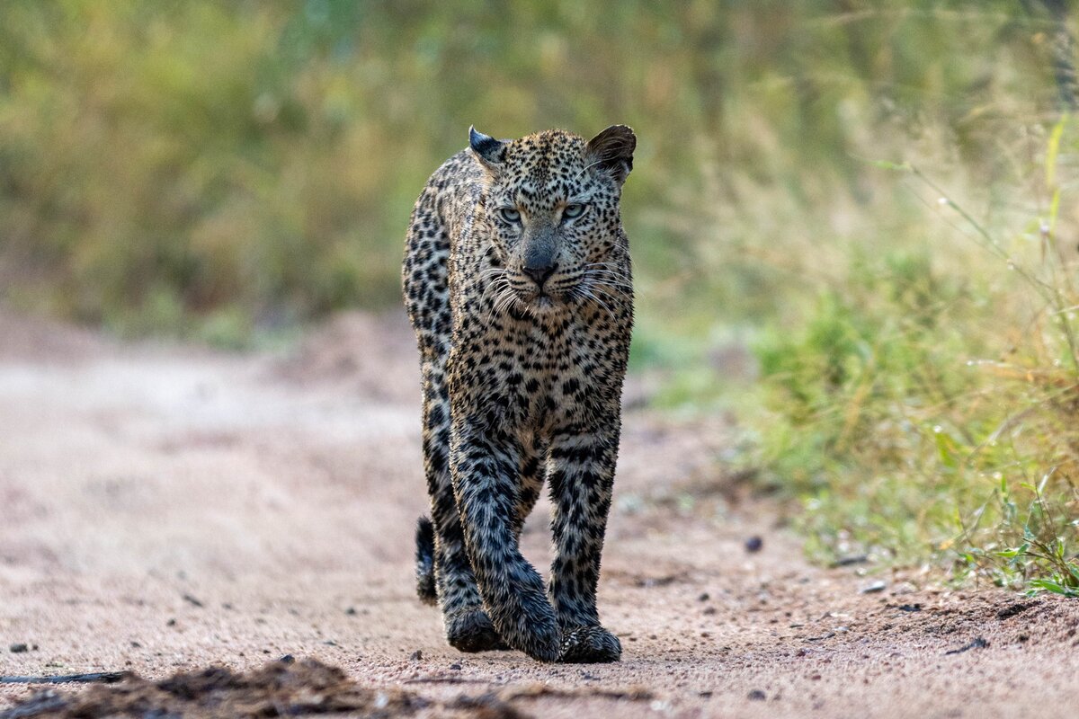 Tiyani leopard