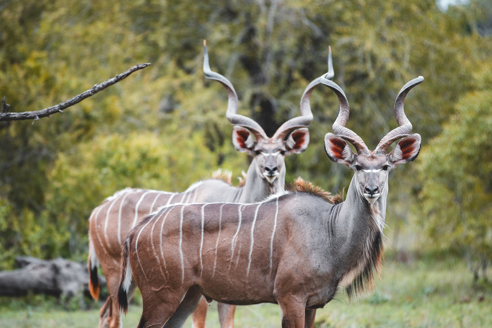 december-antelope-1.jpg