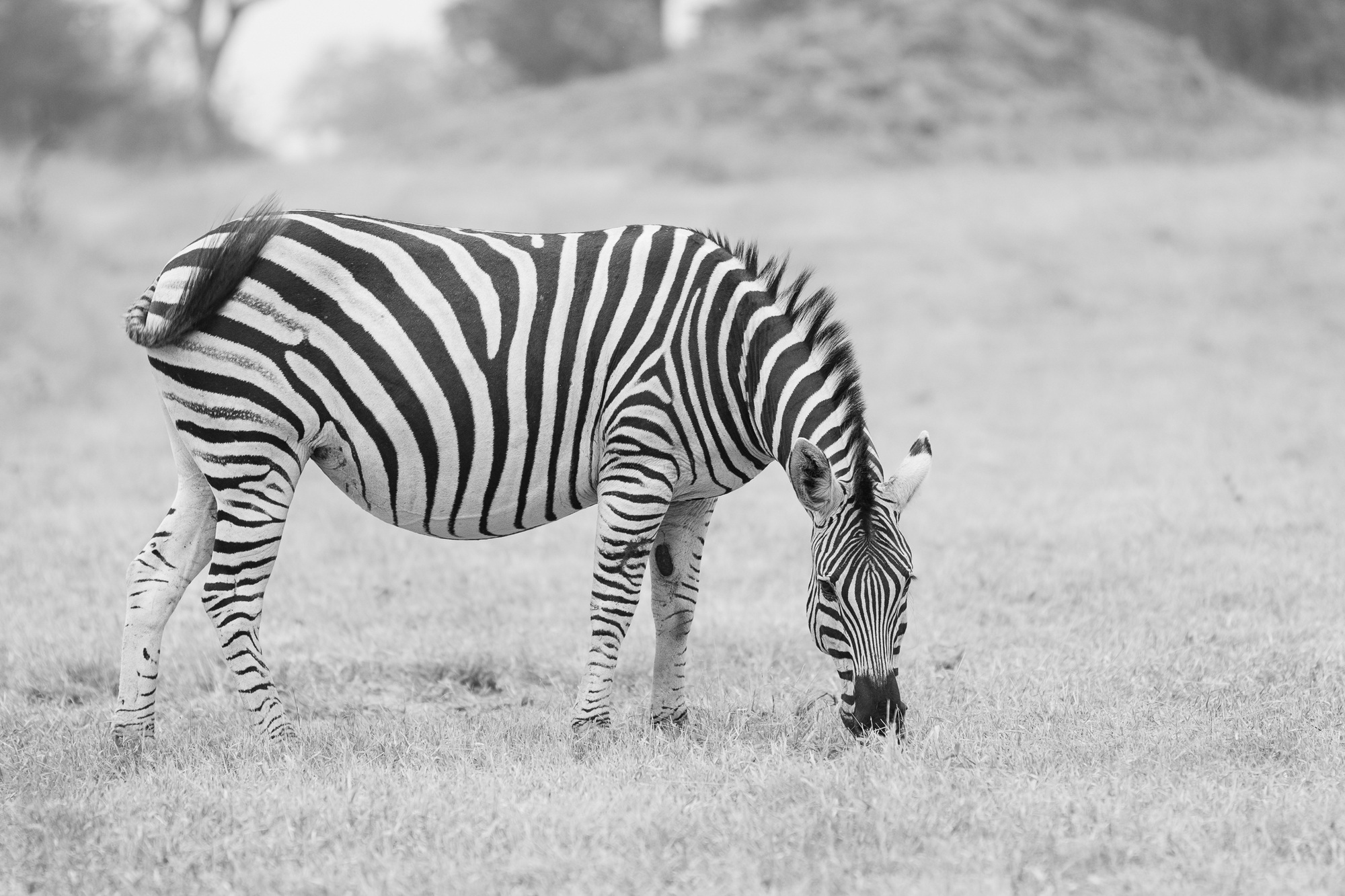 may-zebra-marius-1.jpg
