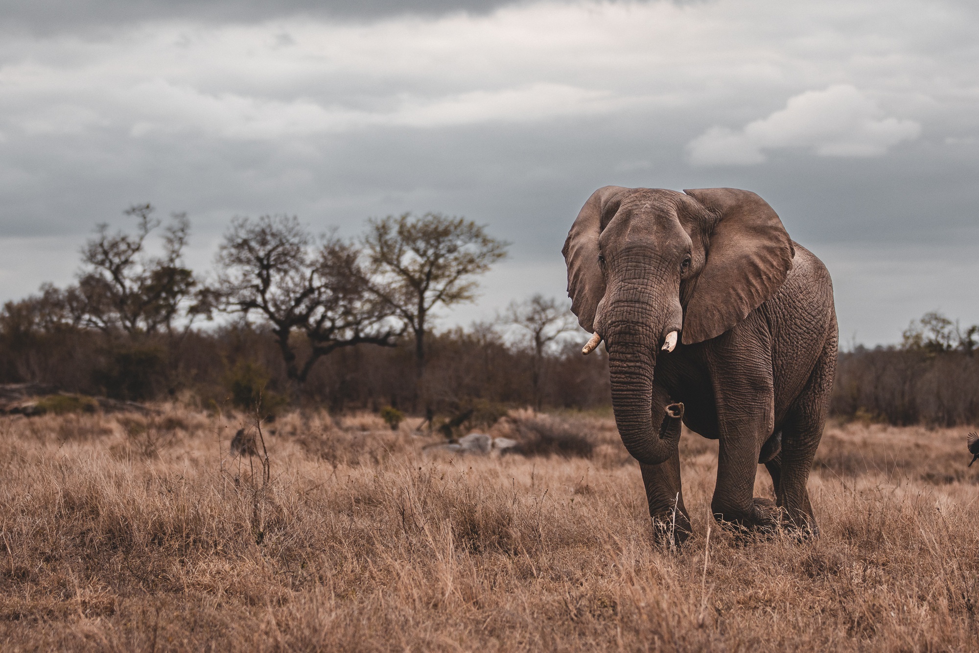september-elephant-1.jpg