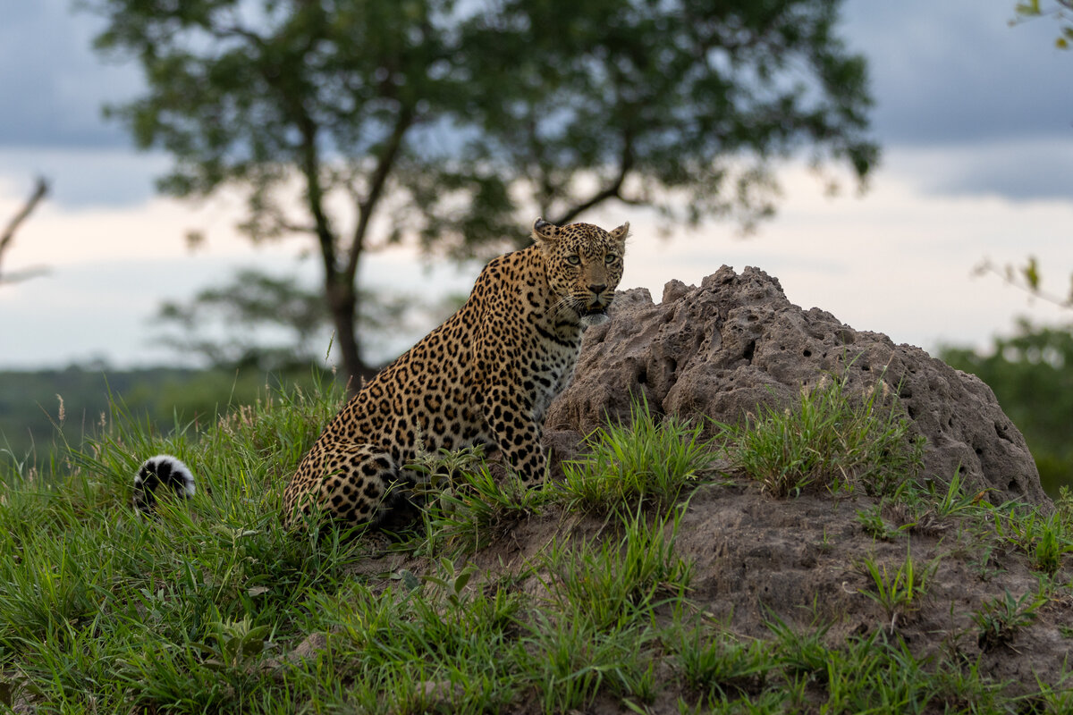 A leopard named Tlalamba sits atop a termite mound at Silvan Safari in Sabi Sand Nature Reserve, surrounded by lush green grass and trees, with a cloudy sky in the background.