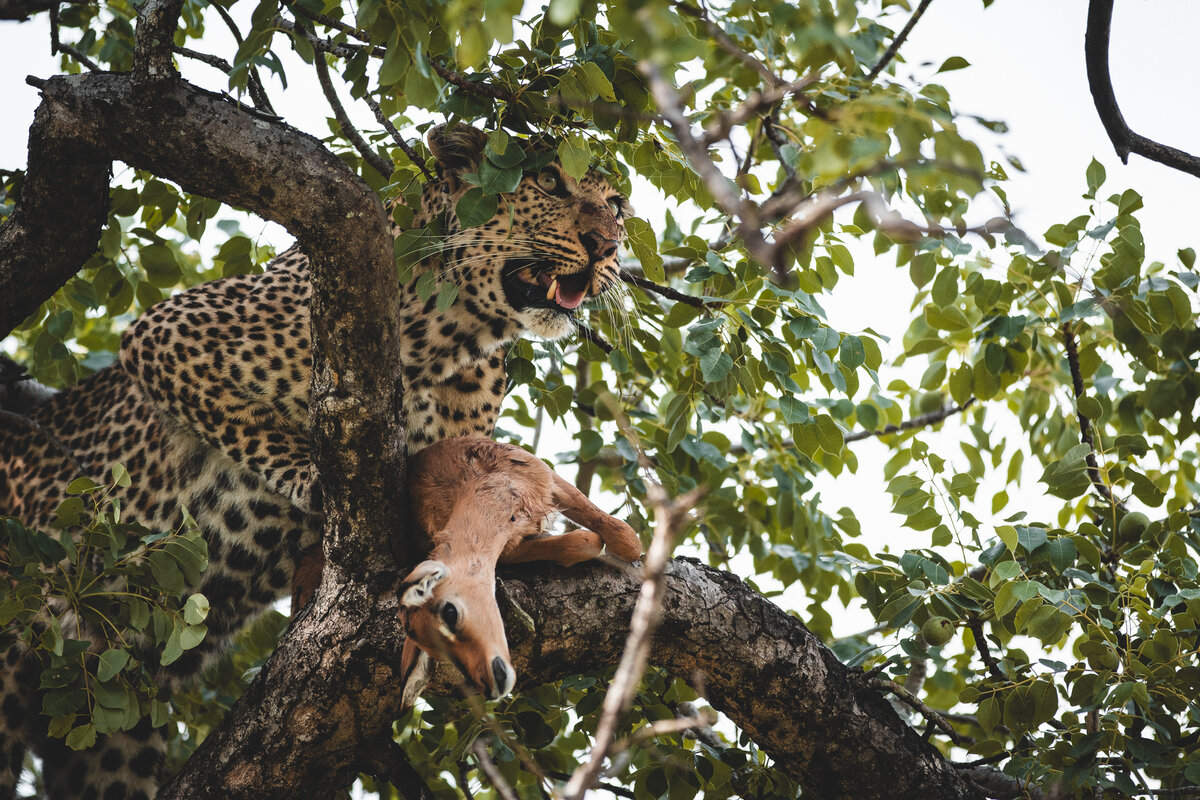 A leopard perched in the branches of a tree at Silvan Safari, partially concealed by green leaves, with its spotted coat blending into the dappled light. An impala carcass rests beside it, showcasing the predator's skill in its natural habitat.