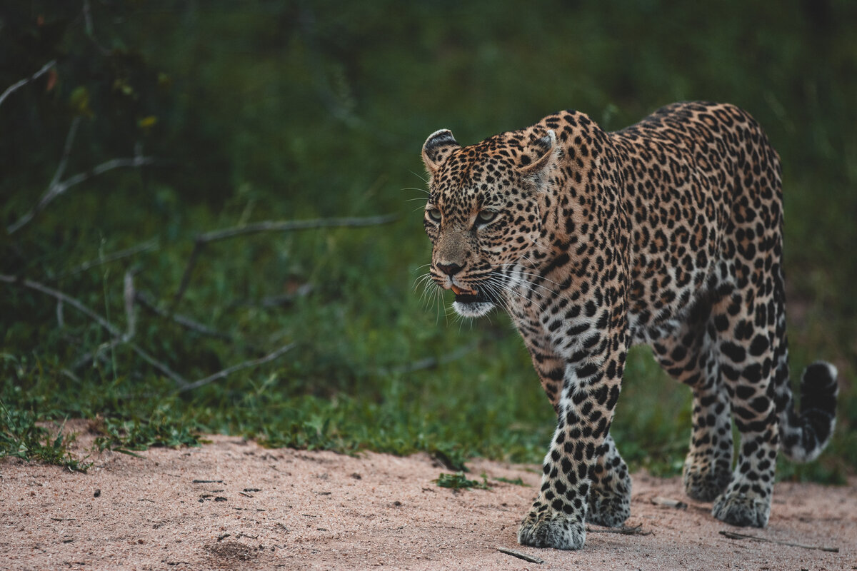 A leopard walks along a sandy path at Silvan Safari, its gaze focused and body poised. The surrounding green vegetation contrasts with its distinctive spotted coat, highlighting the natural beauty of its habitat.