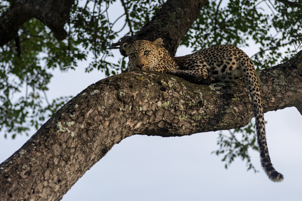 A leopard rests ><em>Thanks to anti-poaching initiatives, leopards in the reserve can thrive without the threat of human interference.</em></p>
<h2>An Unforgettable Wildlife Experience</h2>
<p>The remarkable leopard sightings at Silvan Safari aren't just down to luck – well, maybe a little luck sometimes. They are the result of a unique combination of a pristine environment, a responsible conservation ethic, and highly skilled guides, all working together to create an unforgettable wildlife experience.</p>
<p>A visit to Silvan Safari offers the rare opportunity to witness the beauty and grace of leopards up close – an experience few other places can replicate. <a href=