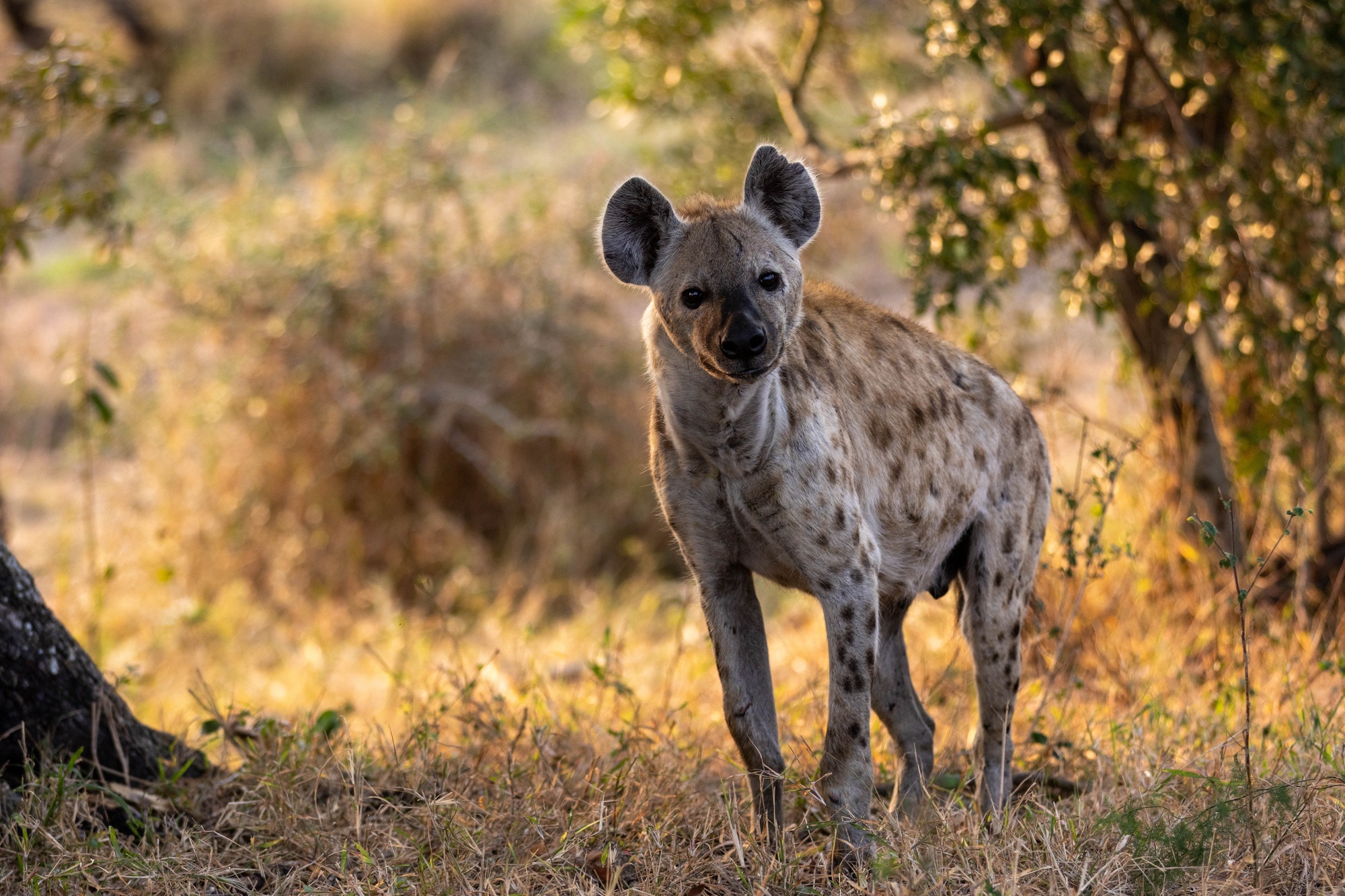 Image-1- hyena.jpg