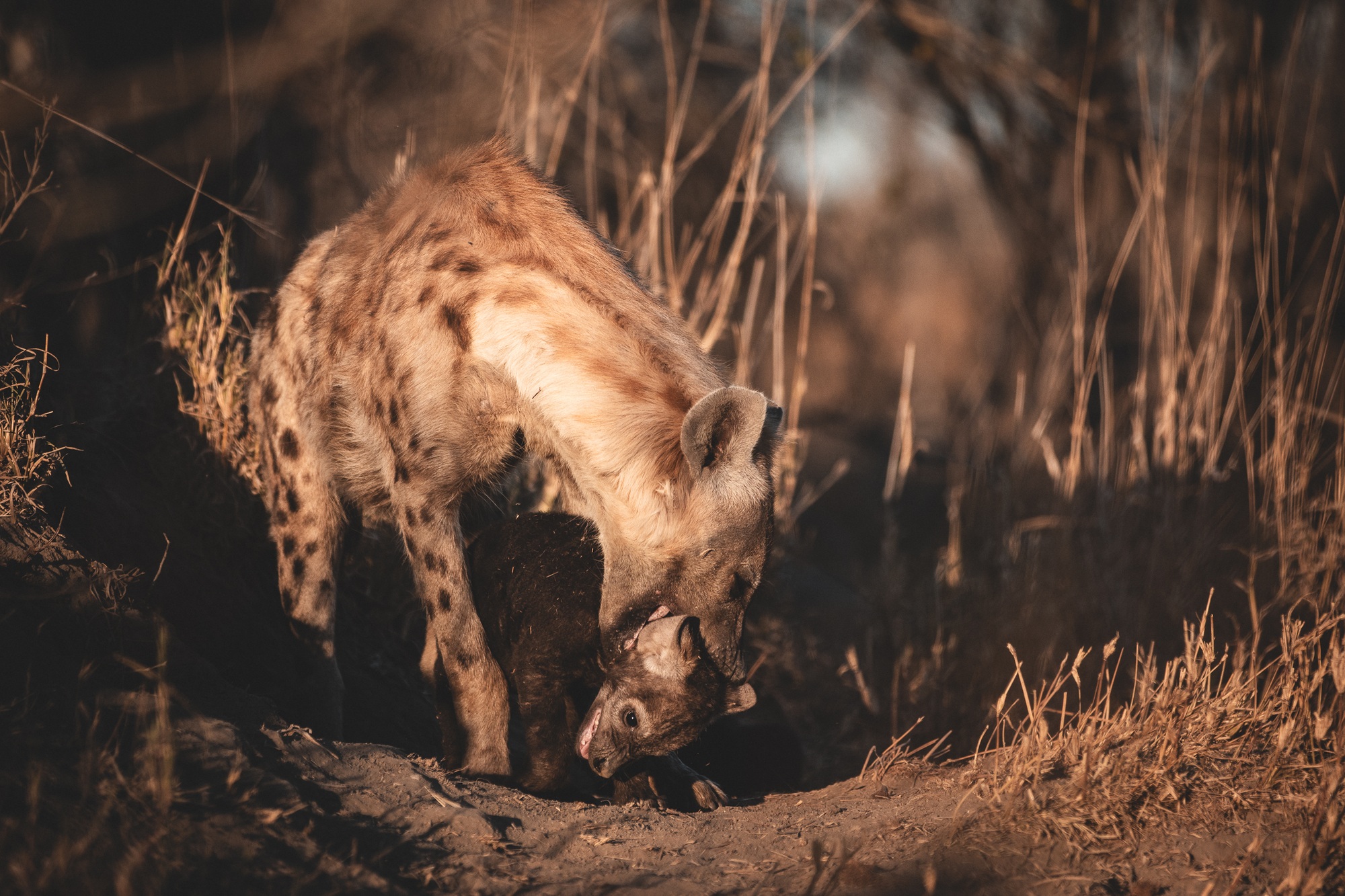Image-3-hyena-with-cub.jpg