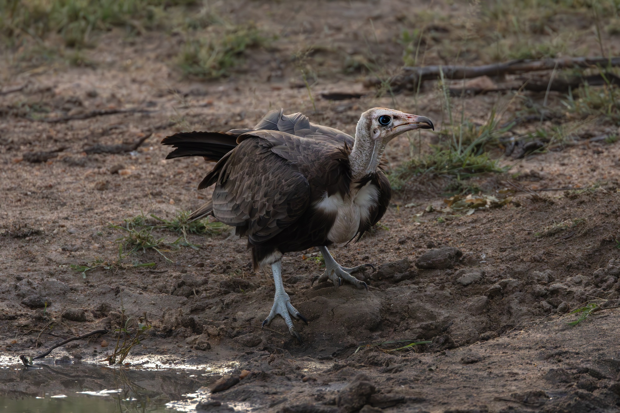 image-2-vulture-brad-mitchell.jpg